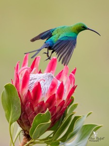 Malachite Sunbird