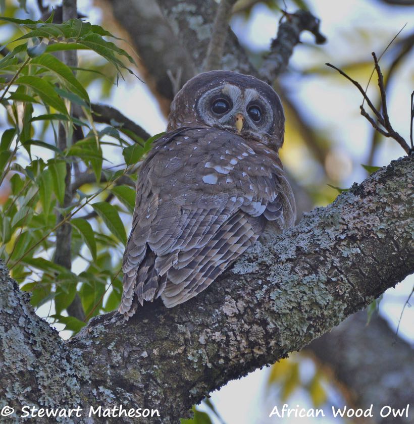 African Wood-Owl