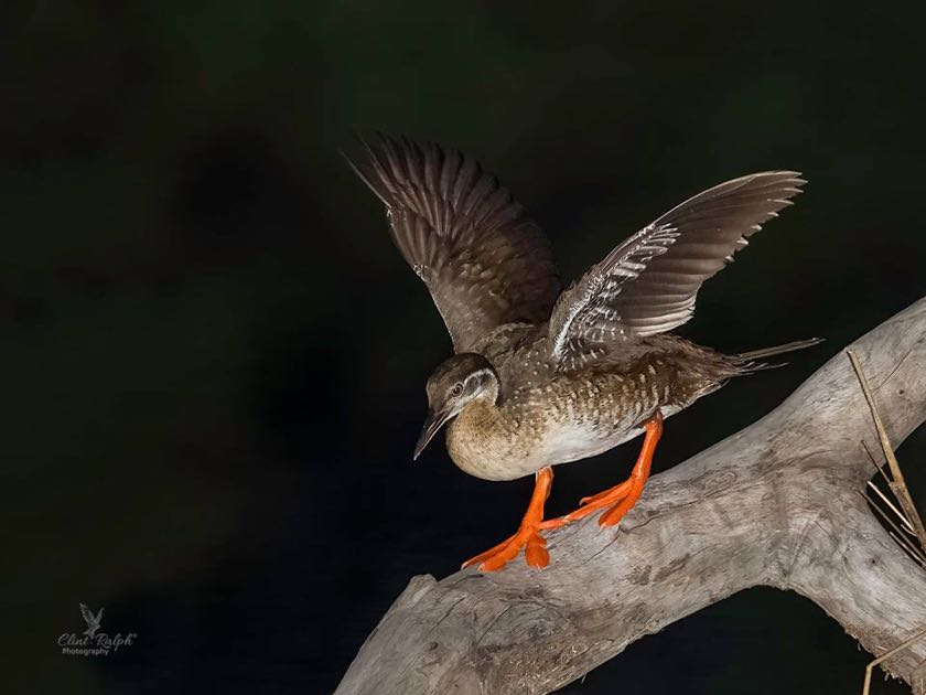 African Finfoot