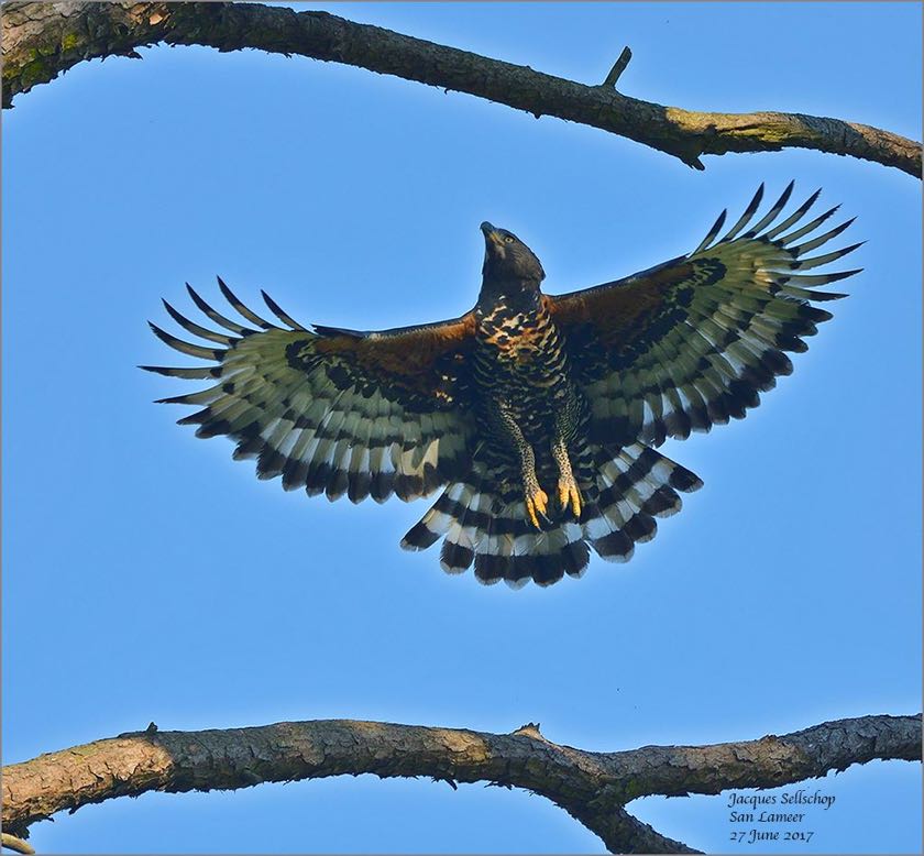 Crowned Eagle