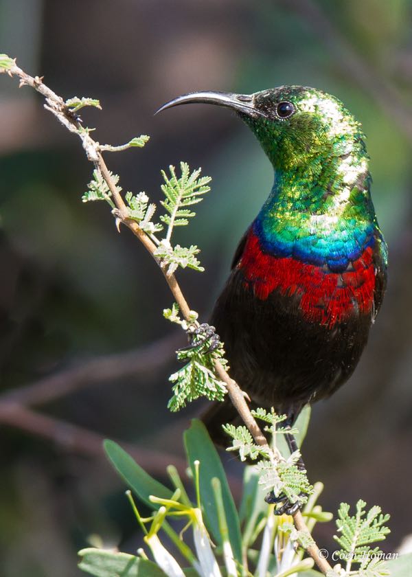 Marico Sunbird