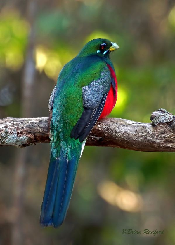 Narina Trogon