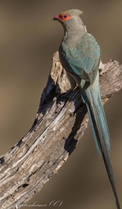 Red-faced Mousebird