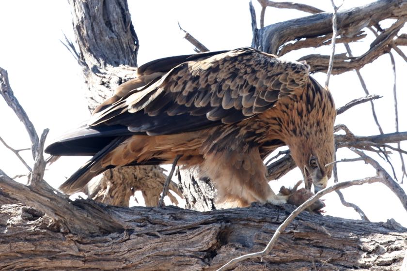 Tawny Eagle