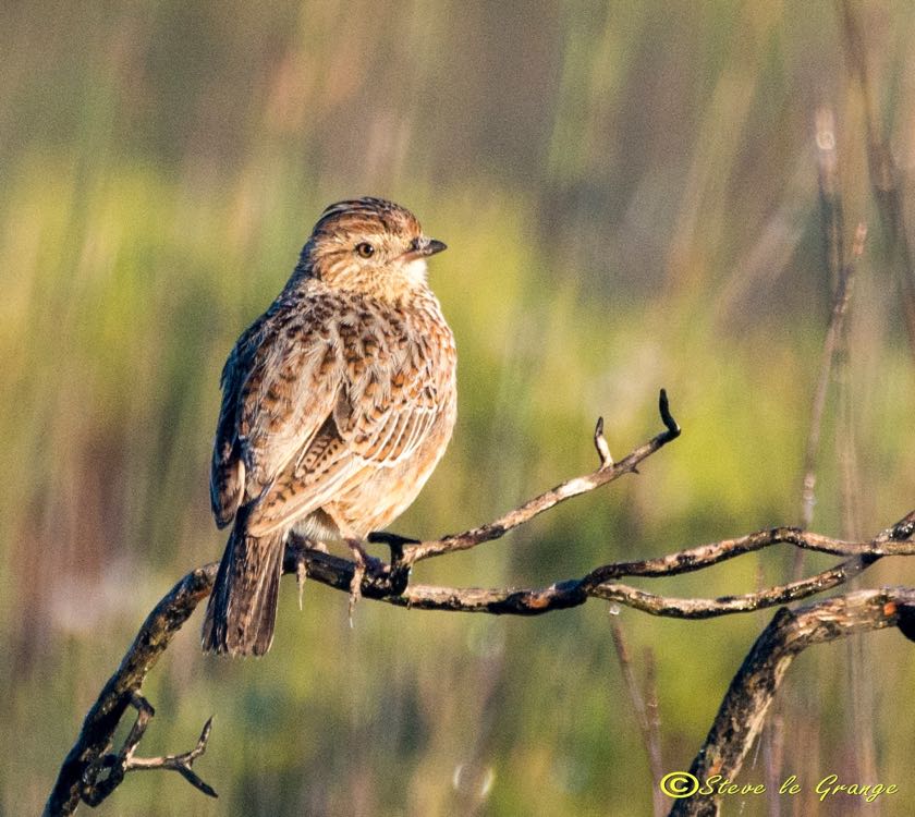 Cape Clapper Lark