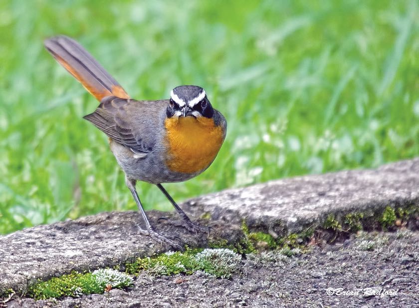 Cape Robin-Chat