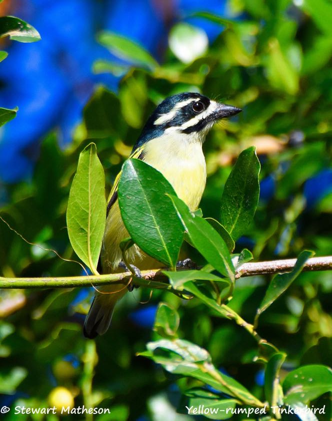 Yellow-rumped Tinkerbird