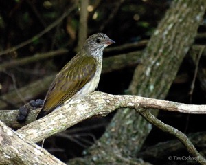 Scaly-throated Honeyguide