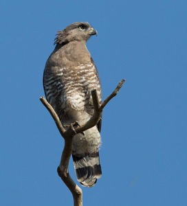 Southern Banded Snake-Eagle