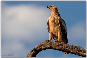 Tawny Eagle