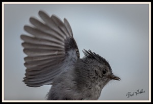 Blue-mantled Crested-Flycatcher