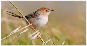 Levaillant's Cisticola