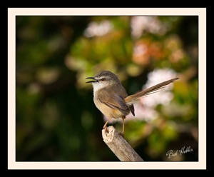 Tawny-flanked Prinia