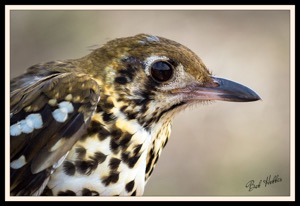 Spotted Ground-Thrush