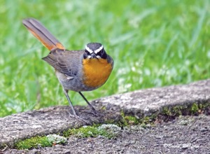 Cape Robin-Chat