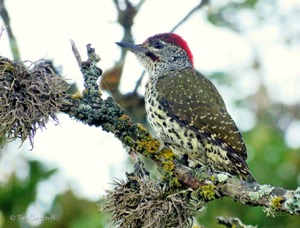 Knysna Woodpecker