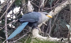 Green Malkoha
