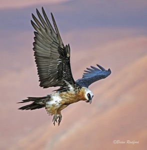 Bearded Vulture