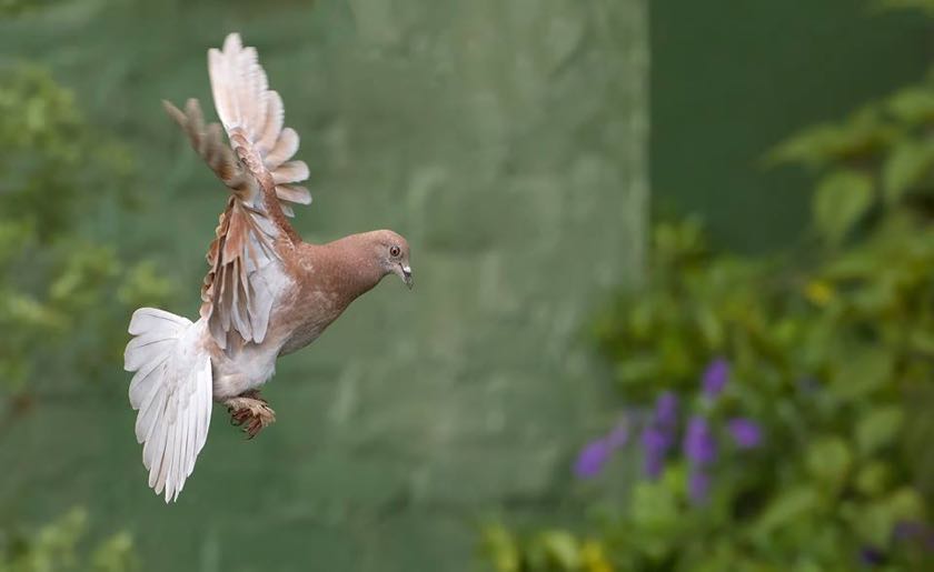 Rock Dove