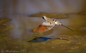 Namaqua Dove