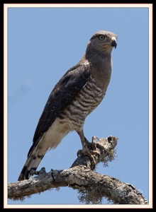 Southern Banded Snake-Eagle