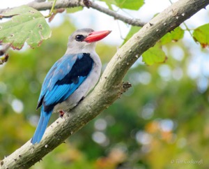 Mangrove Kingfisher