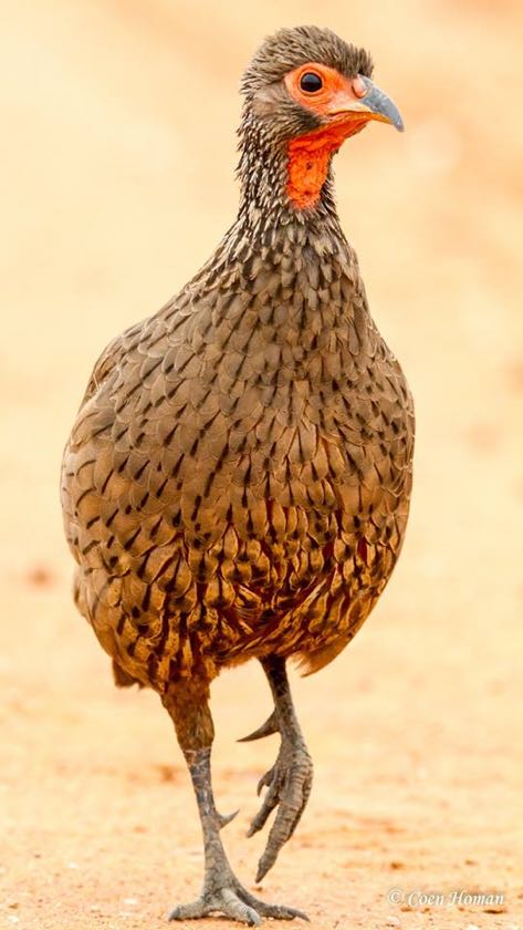 Swainson's Spurfowl