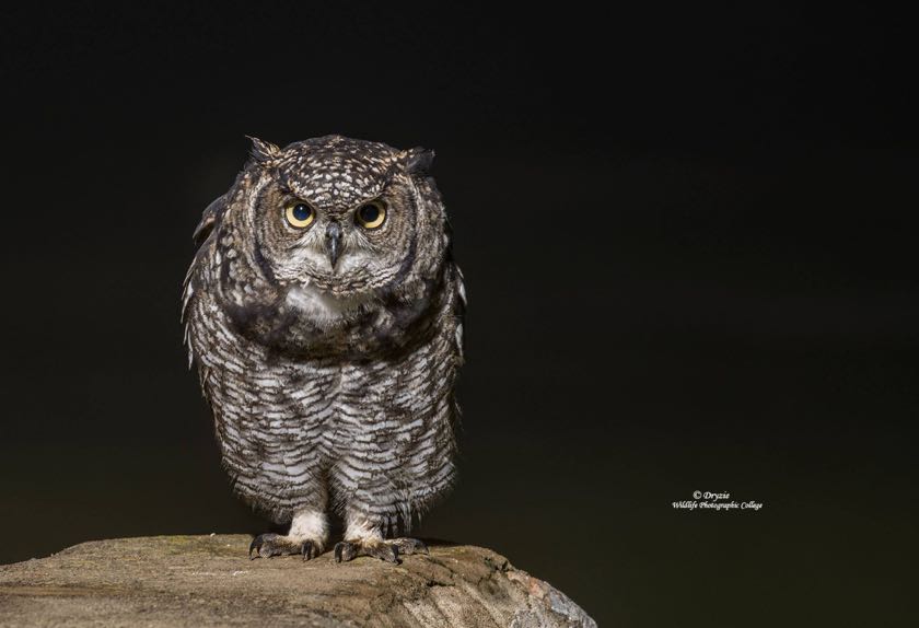 Spotted Eagle-Owl