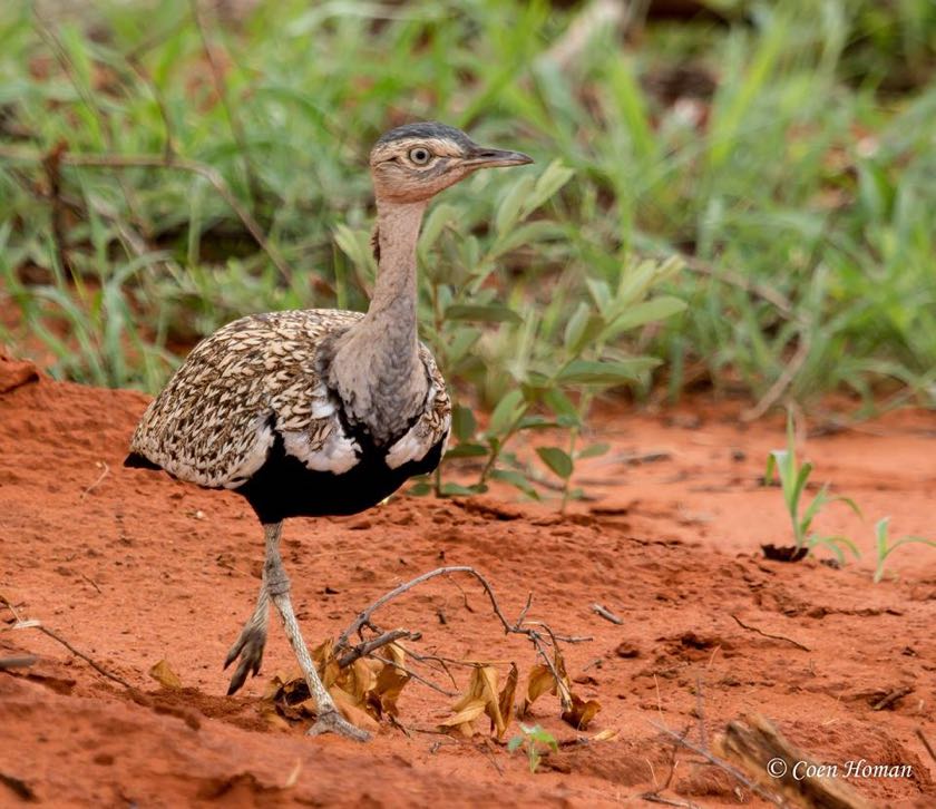 Red-crested Korhaan