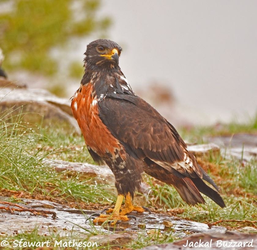 A very wet Jackal Buzzard