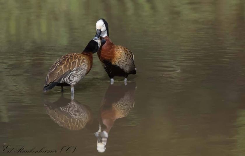White-faced Whistling Duck