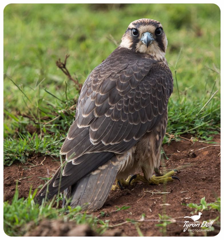Lanner Falcon