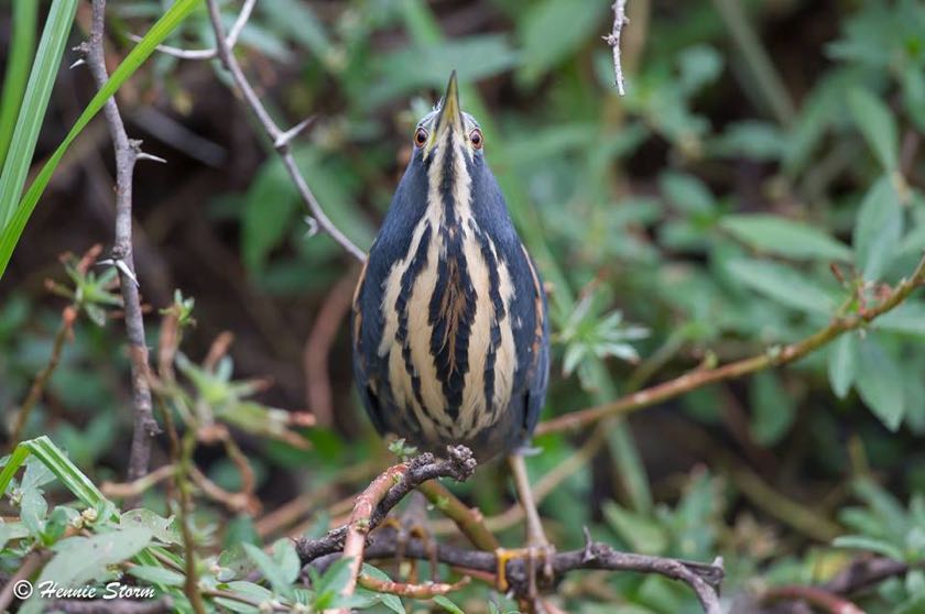 Dwarf Bittern
