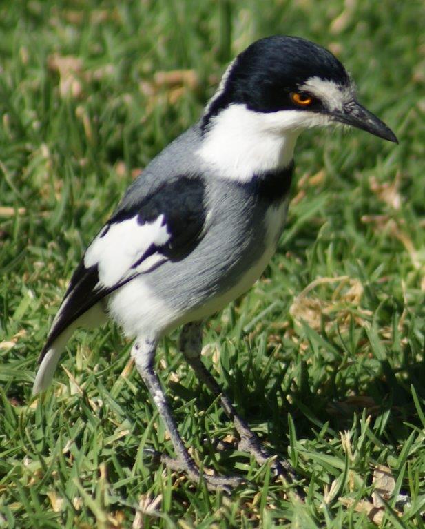 White-tailed Shrike