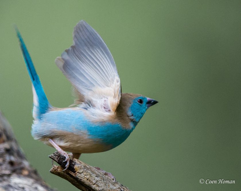 Blue Waxbill