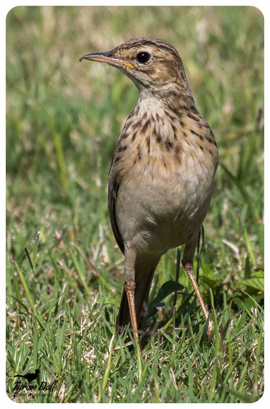 African Pipit