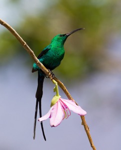 A proud Malachite Sunbird