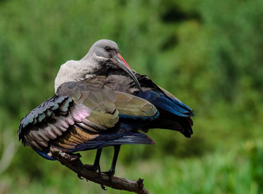 Hadeda Ibis