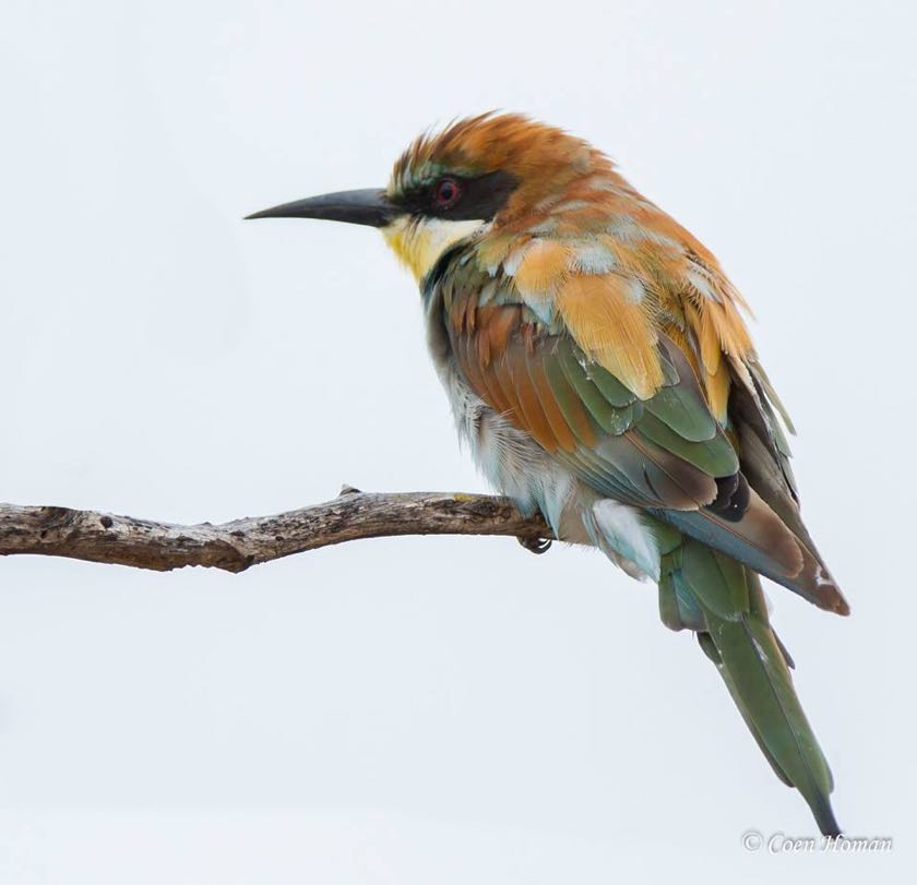 European Bee-eater