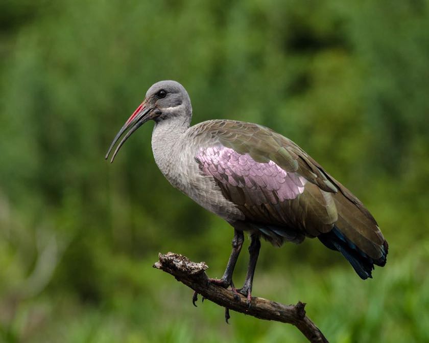 Hadeda Ibis