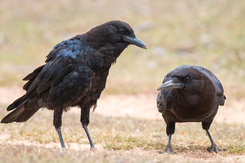 Cape Crow