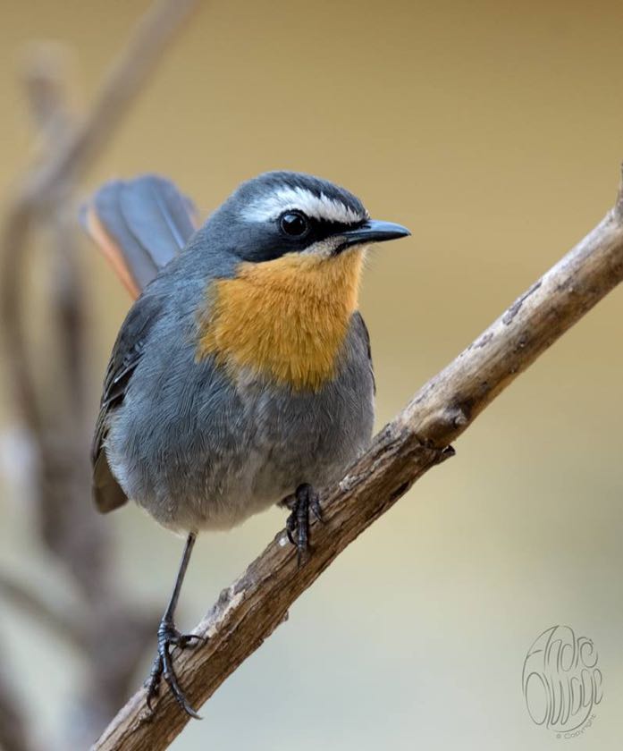 Cape Robin-Chat