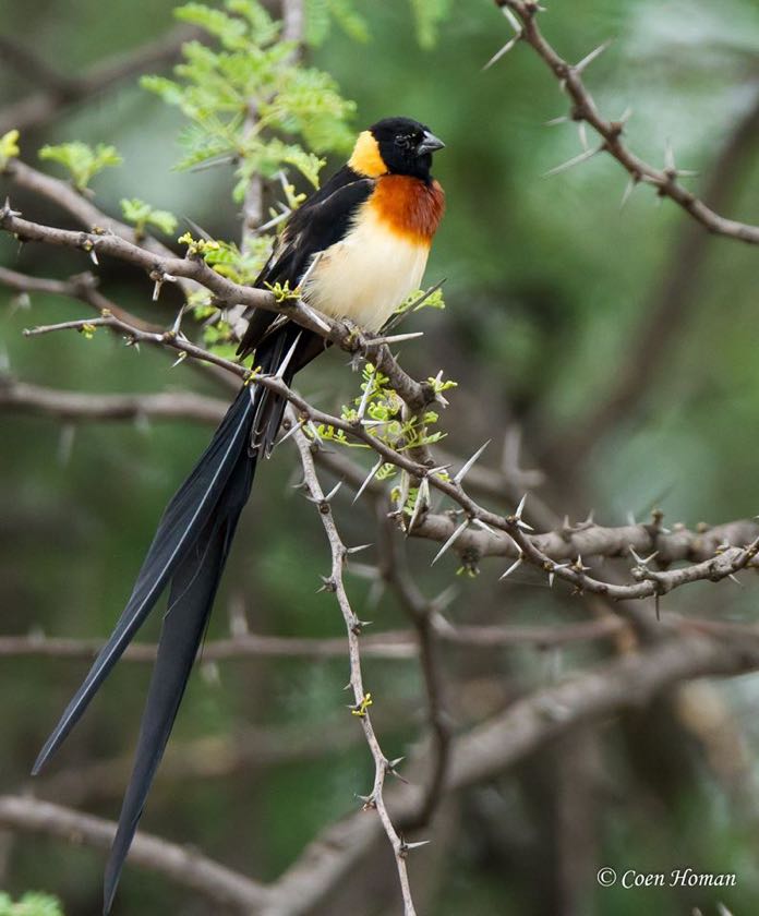 Long-tailed Paradise Whydah
