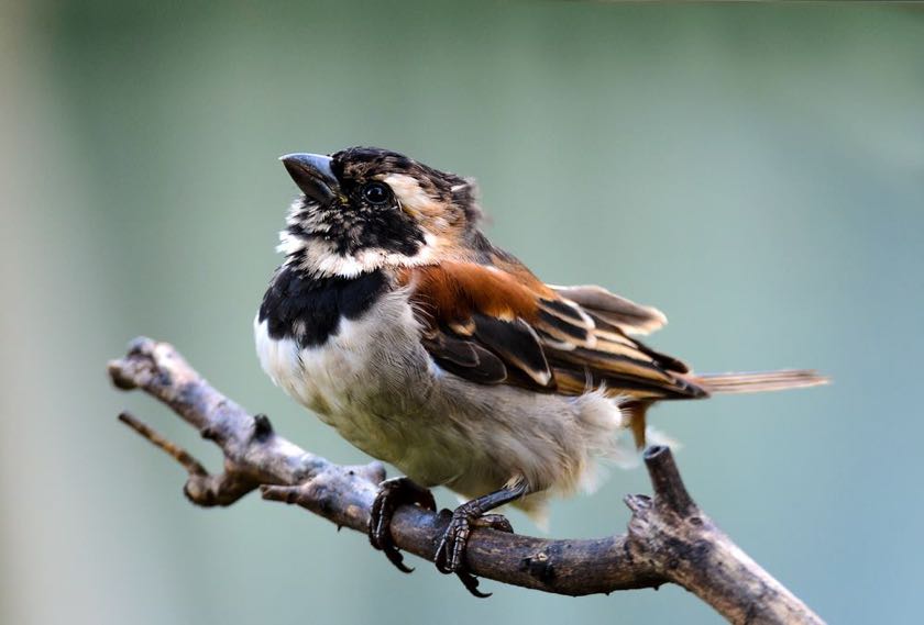 Cape Sparrow