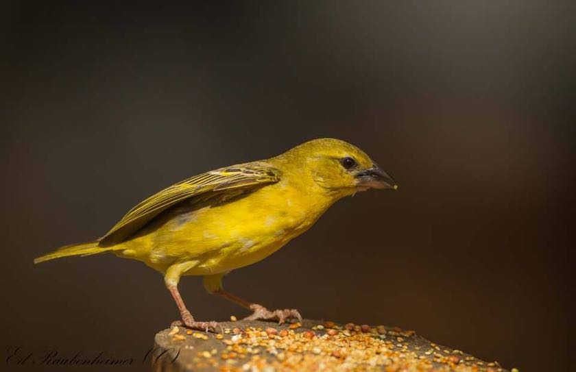 Female Lesser Masked Weaver