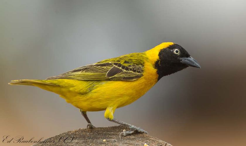Lesser Masked Weaver