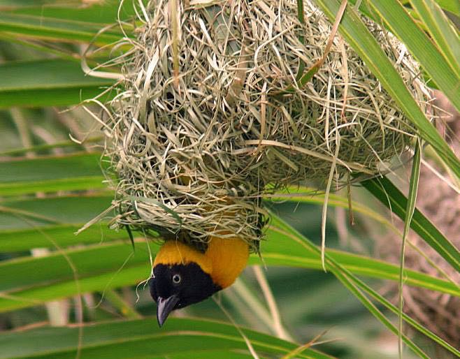 A Lesser Masked weaver at lower Sabie