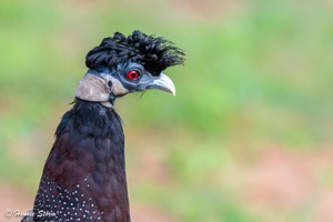 Crested Guineafowl