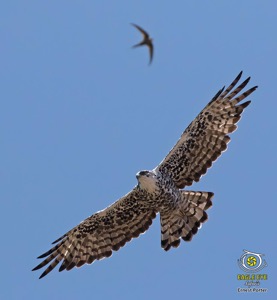 Ayres's Hawk-Eagle
Ayres's Hawk-Eagle