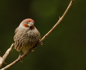 Red-Headed Finch 